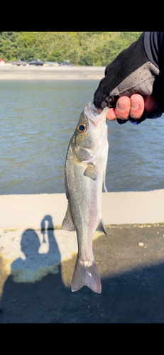 フッコ（マルスズキ）の釣果