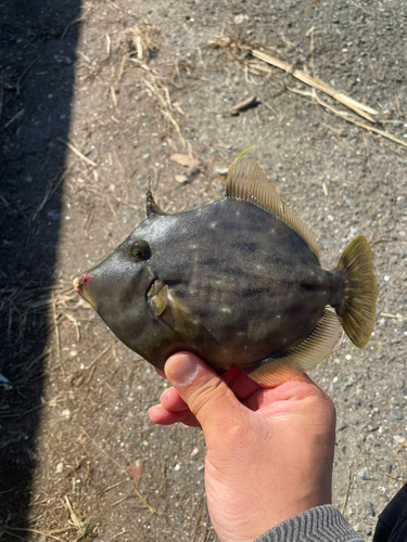 カワハギの釣果