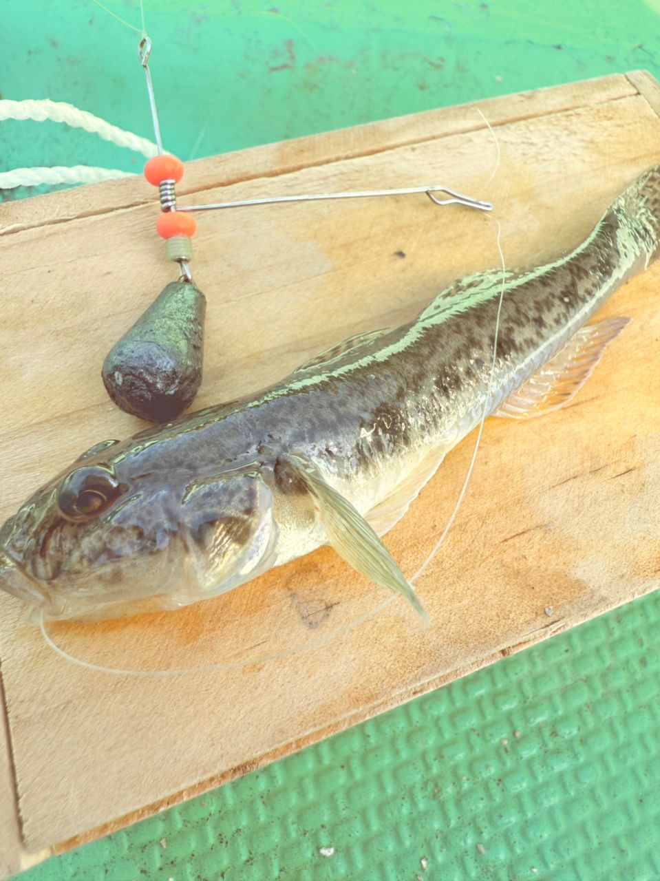 それでも釣りに...。さんの釣果 3枚目の画像