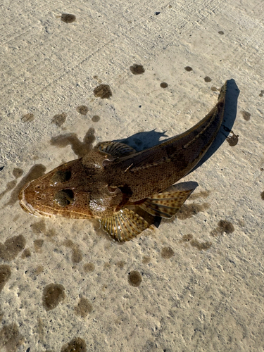 メゴチの釣果