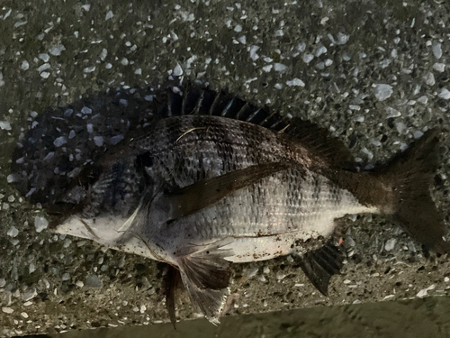 クロダイの釣果