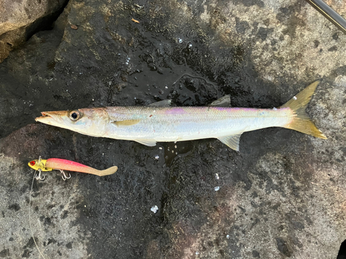 アカカマスの釣果