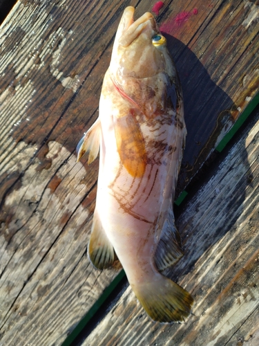 アオハタの釣果