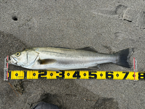 スズキの釣果