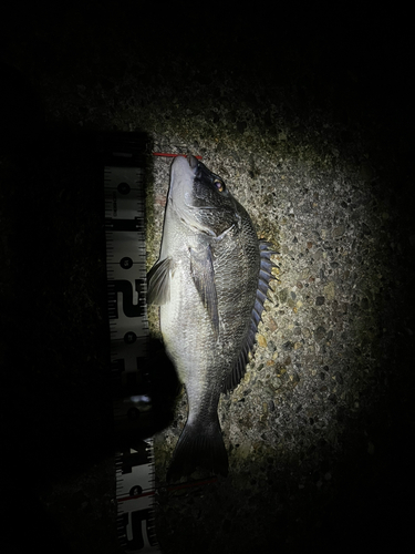 チヌの釣果