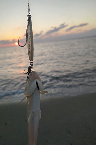 エソの釣果