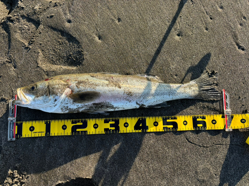 スズキの釣果