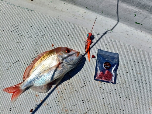 レンコダイの釣果