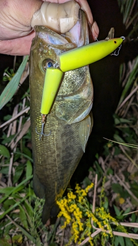 ブラックバスの釣果