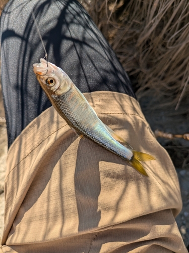 オイカワの釣果