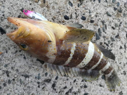 アオハタの釣果