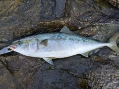 ブリの釣果