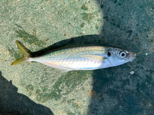 マルアジの釣果