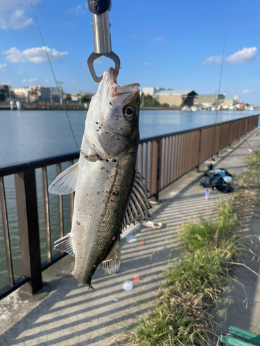 セイゴ（マルスズキ）の釣果