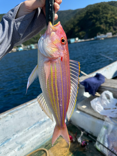 イトヨリダイの釣果