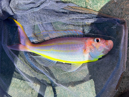 イトヨリダイの釣果