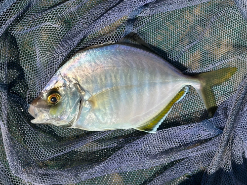 カイワリの釣果