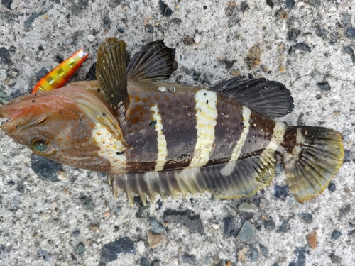 アオハタの釣果