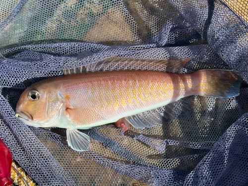 シロアマダイの釣果