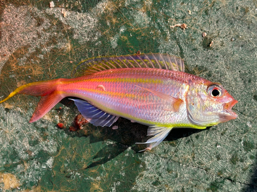 イトヨリダイの釣果