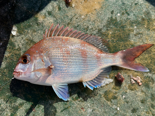 マダイの釣果