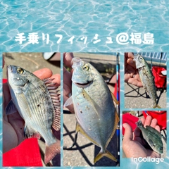 シマアジの釣果