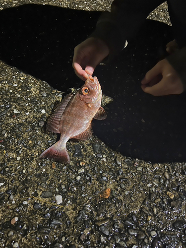 ホウセキキントキの釣果