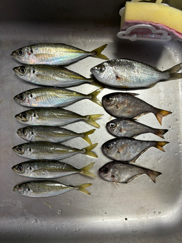 アジの釣果