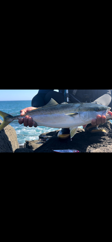 イナダの釣果