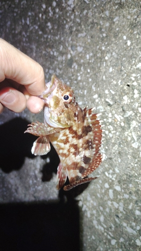 カサゴの釣果