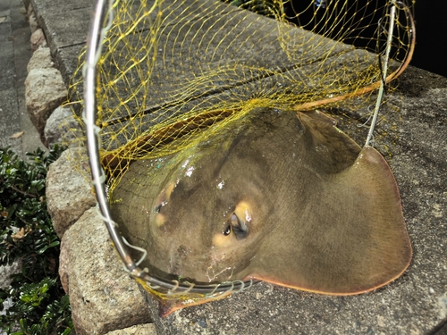 エイの釣果