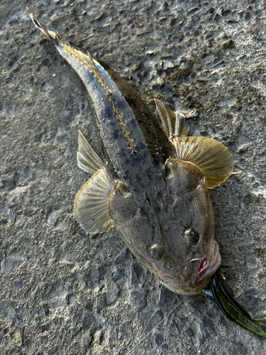 マゴチの釣果