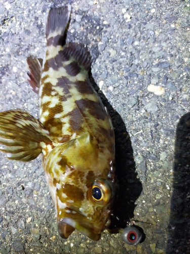 カサゴの釣果