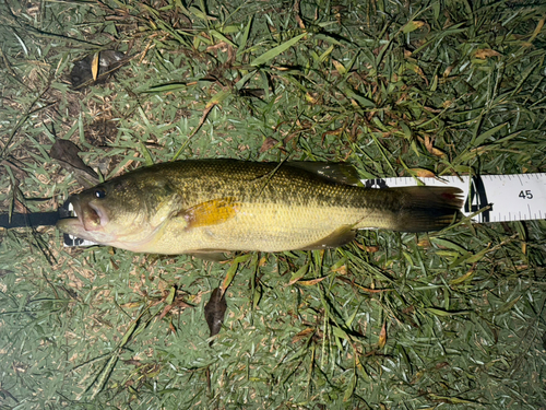 ブラックバスの釣果