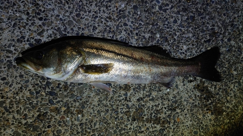 若洲海浜公園海釣り施設