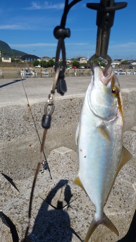 ショゴの釣果