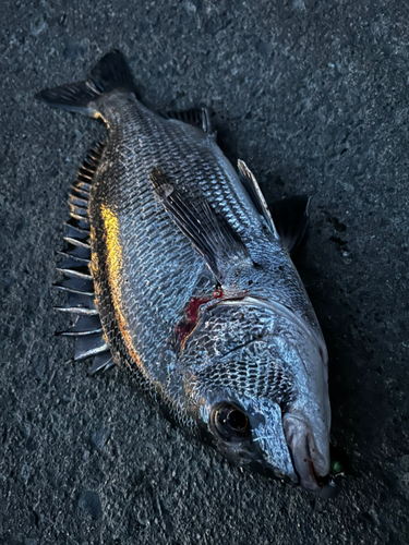 チヌの釣果