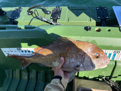 タイの釣果