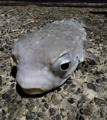 ハリセンボンの釣果