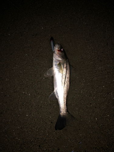 セイゴ（タイリクスズキ）の釣果