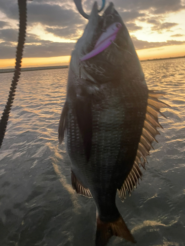 クロダイの釣果