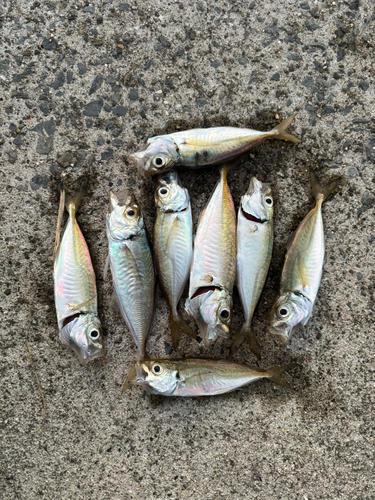 アジの釣果