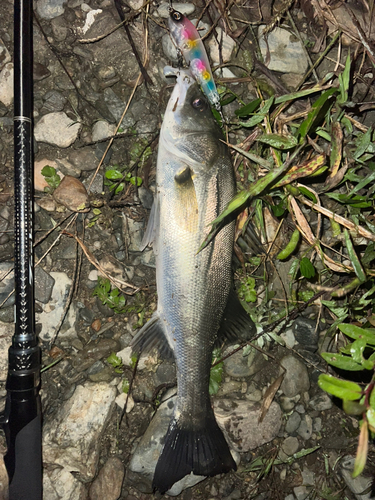 セイゴ（マルスズキ）の釣果