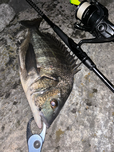 クロダイの釣果