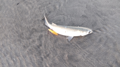 ボラの釣果