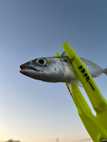 サバの釣果