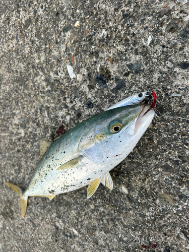 イナダの釣果