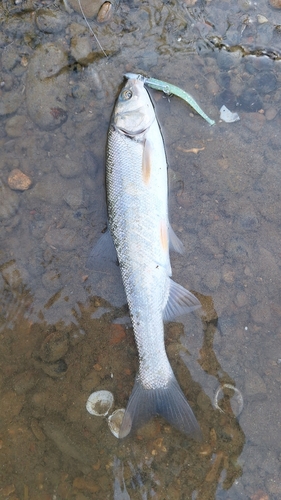 ウグイの釣果