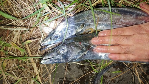 タチウオの釣果