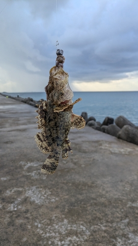 イヌカサゴの釣果